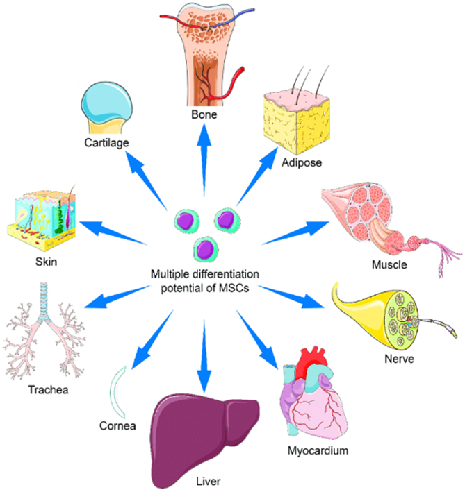 Mesenchymal Stem Cells and Regenerative Cell Therapy