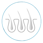 hair follicles and hair restoration
